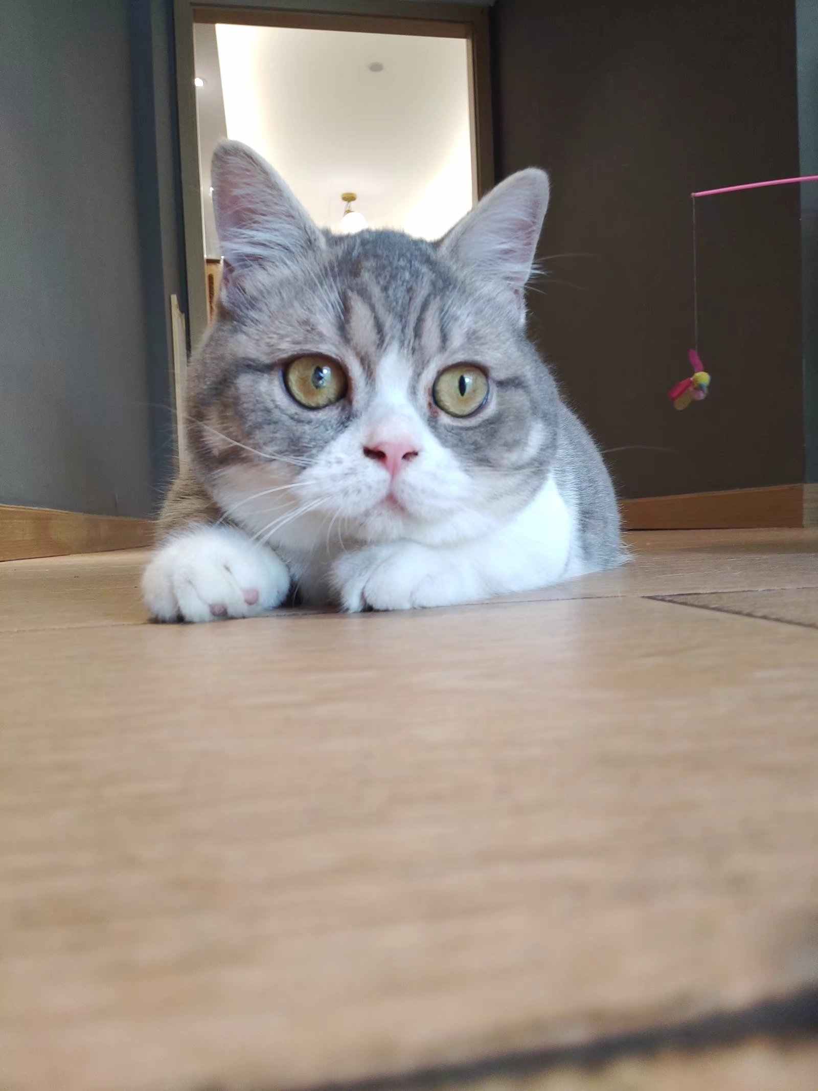 高冷的猪猪