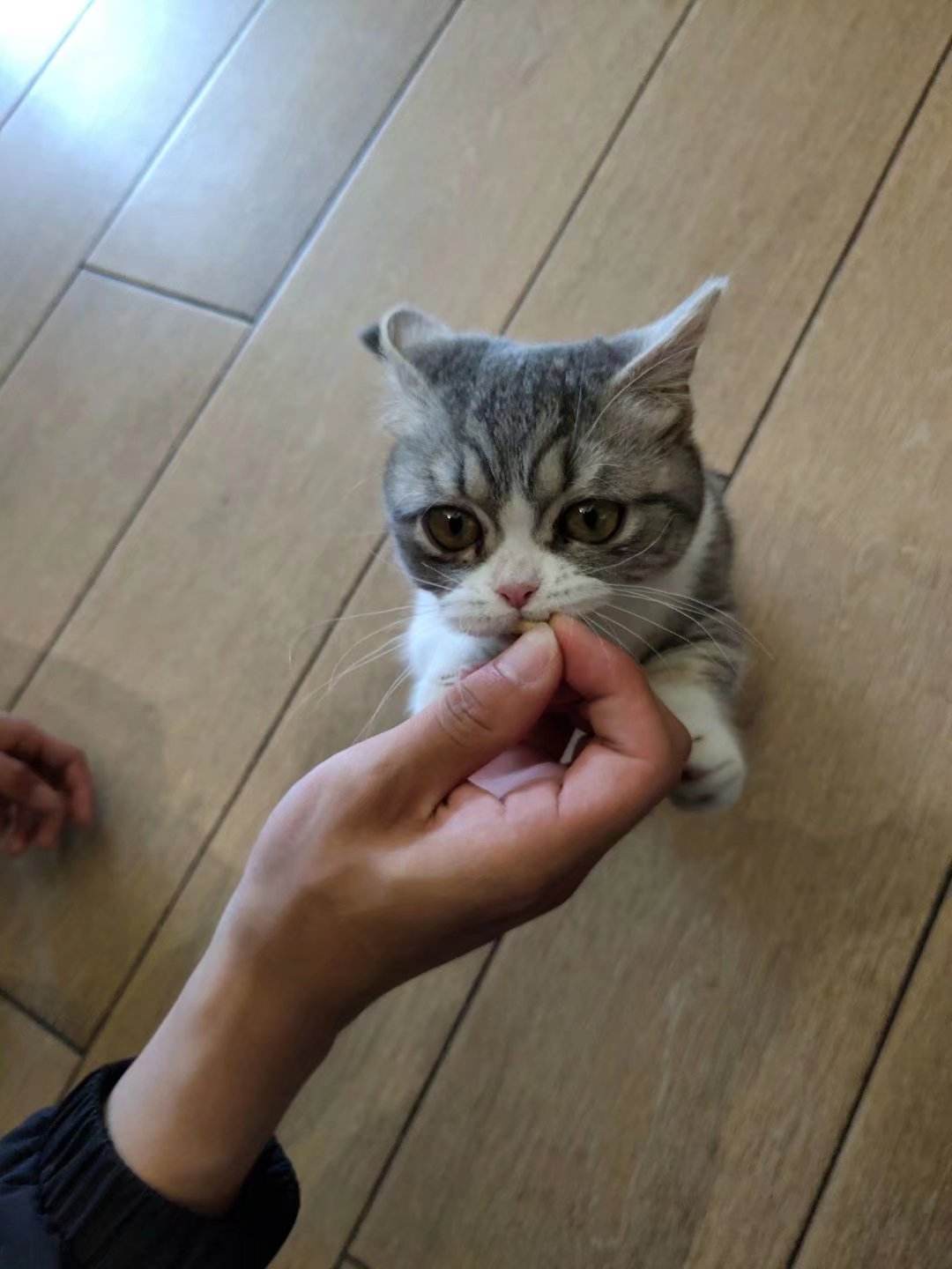 羞涩的猪猪